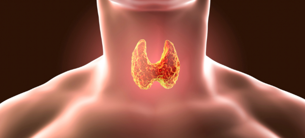 Расположение щитовидной железы в горле