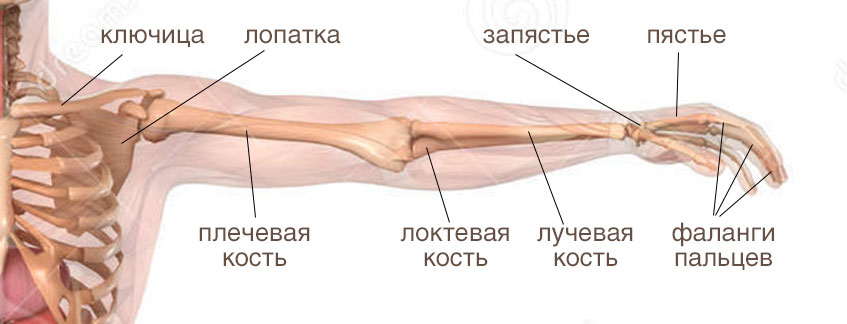 Кости рук